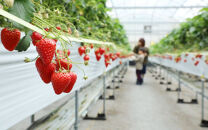 【先行予約】季節のイチゴ詰め合わせ(400ｇ×2パック)＜2025年4月下旬以降発送＞