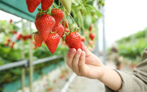 【先行予約】季節のイチゴ詰め合わせ(400ｇ×4パック)＜2025年4月下旬以降発送＞