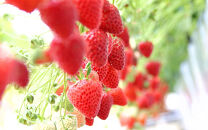 【先行予約】季節のイチゴ詰め合わせ(400ｇ×4パック)＜2025年4月下旬以降発送＞