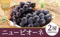 フルーツ 定期便 2024年 先行予約 晴れの国 岡山県産 旬のフルーツ定期便 7回コース 桃 もも 葡萄 ぶどう 梨 なし 苺 いちご 岡山県産 国産 セット ギフト 