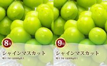 ぶどう&nbsp;定期便&nbsp;2026年&nbsp;シャイン&nbsp;マスカット&nbsp;晴王&nbsp;各月2房（1房600g以上）&nbsp;2回コース&nbsp;マスカット&nbsp;ブドウ&nbsp;葡萄&nbsp;&nbsp;岡山県産&nbsp;国産&nbsp;フルーツ&nbsp;果物&nbsp;ギフト