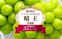 ぶどう&nbsp;定期便&nbsp;2026年&nbsp;シャイン&nbsp;マスカット&nbsp;晴王&nbsp;各月2房（1房600g以上）&nbsp;3回コース&nbsp;マスカット&nbsp;ブドウ&nbsp;葡萄&nbsp;&nbsp;岡山県産&nbsp;国産&nbsp;フルーツ&nbsp;果物&nbsp;ギフト