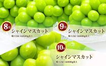 ぶどう&nbsp;定期便&nbsp;2026年&nbsp;シャイン&nbsp;マスカット&nbsp;晴王&nbsp;各月2房（1房600g以上）&nbsp;3回コース&nbsp;マスカット&nbsp;ブドウ&nbsp;葡萄&nbsp;&nbsp;岡山県産&nbsp;国産&nbsp;フルーツ&nbsp;果物&nbsp;ギフト