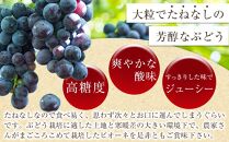 【新鮮・産直】和歌山かつらぎ町産たねなしピオーネ約1.2kg★2025年8月中旬から9月下旬頃順次発送【TM126】