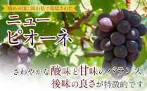 ぶどう 2025年 先行予約 岡山県産 大粒 ニューピオーネ 1房（600g以上）農園直送 朝採れ