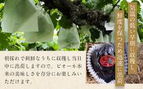 ぶどう 2025年 先行予約 岡山県産 大粒 ニューピオーネ 1房（600g以上）農園直送 朝採れ