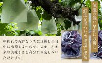 岡山県産 ぶどう 大粒 ニューピオーネ 2kg（4房～5房）農園直送 朝採れ