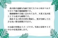 オペルクリカリアパキプス根挿し株 1本