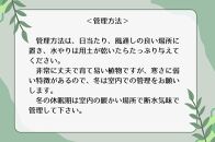 ユーフォルビアギラウミニアナ実生株 1本