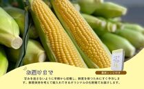 【先行予約】北海道江別産　とうもろこし　恵味ゴールド　(18本)  2024年8月より発送開始