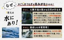 【3回定期】うなぎ 蒲焼 160g×2尾【鹿児島産】地下水で育てた絶品鰻