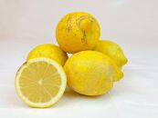 【有機JAS認証】『訳あり』レモン島からお贈りするオーガニックレモン 5kg 有機レモン 産直 国産 有機栽培