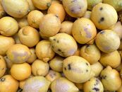 【有機JAS認証】『加工用訳あり』レモン島からお贈りするオーガニックレモン 5kg 有機レモン 産直 国産 有機栽培