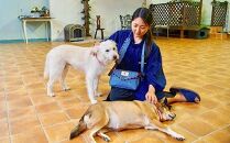 愛犬とのお出かけが楽に便利に『デニムお散歩バッグ』【ペット 犬 お散歩 お出かけ バッグ リード デニム 雑貨 広島県 福山市】【ペット 犬 お散歩 お出かけ バッグ リード デニム 雑貨 広島県 福山市】