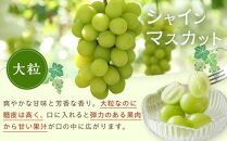 《期間限定》3種類の沼隈ぶどう贅沢詰合せ3種各2kg(ピオーネ・シャインマスカット・ニューベリーA) 合計3箱（種なし）【食べ比べ ブドウ 詰合せ セット 果物 フルーツ デザート 広島県 福山市】【食べ比べ ブドウ 詰合せ セット 果物 フルーツ デザート 大粒　種なし 選果場直送 ギフト 贈答 ぬまくま 広島県 福山市】