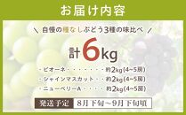 《期間限定》3種類の沼隈ぶどう贅沢詰合せ3種各2kg(ピオーネ・シャインマスカット・ニューベリーA) 合計3箱（種なし）【食べ比べ ブドウ 詰合せ セット 果物 フルーツ デザート 広島県 福山市】【食べ比べ ブドウ 詰合せ セット 果物 フルーツ デザート 大粒　種なし 選果場直送 ギフト 贈答 ぬまくま 広島県 福山市】