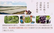 《期間限定》沼隈ぶどう「ピオーネ」約2kg 4～5房（種なし）《8月下旬～9月下旬頃発送》【数量限定 予約 ぶどう ブドウ 葡萄 お取り寄せ フルーツ 果物 種なし 大粒 選果場直送 ギフト 贈答 ぬまくま 広島県 福山市】