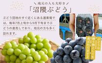 《期間限定》沼隈ぶどう「ピオーネ」約2kg 4～5房（種なし）《8月下旬～9月下旬頃発送》【数量限定 予約 ぶどう ブドウ 葡萄 お取り寄せ フルーツ 果物 種なし 大粒 選果場直送 ギフト 贈答 ぬまくま 広島県 福山市】