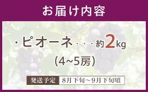 《期間限定》沼隈ぶどう「ピオーネ」約2kg 4～5房（種なし）《8月下旬～9月下旬頃発送》【数量限定 予約 ぶどう ブドウ 葡萄 お取り寄せ フルーツ 果物 種なし 大粒 選果場直送 ギフト 贈答 ぬまくま 広島県 福山市】