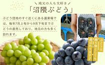 《数量限定》沼隈ぶどう シャインマスカット 約2kg(4～5房) 種なし 《9月上旬～9月下旬頃発送》【フルーツ 果物 ぶどう 葡萄 ブドウ 甘い 大粒 皮ごと 大粒 大きい 種なし 選果場直送 先行予約 期間限定 ギフト 贈答 ぬまくま 広島県 福山市】