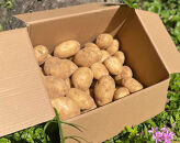 【2026年3月上旬頃から発送】屋久島産&nbsp;じゃがいも&nbsp;5kg＜農薬不使用＞