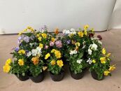 【季節限定】お庭いっぱい　花苗セット（18～20ポット）