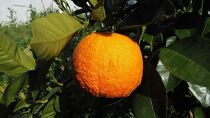 小豆島産有機橙 1kg(約5個)・有機JAS認証・国産オーガニックダイダイ・無農薬