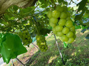 厳選&nbsp;シャインマスカット・瀬戸ジャイアンツ&nbsp;2房&nbsp;合計1.1kg以上&nbsp;詰合せ&nbsp;産地直送&nbsp;朝採れ&nbsp;ぶどう&nbsp;葡萄&nbsp;Kawahara&nbsp;Green&nbsp;Farm&nbsp;岡山県産&nbsp;2026年