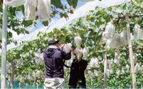 厳選&nbsp;シャインマスカット・瀬戸ジャイアンツ&nbsp;2房&nbsp;合計1.1kg以上&nbsp;詰合せ&nbsp;産地直送&nbsp;朝採れ&nbsp;ぶどう&nbsp;葡萄&nbsp;Kawahara&nbsp;Green&nbsp;Farm&nbsp;岡山県産&nbsp;2026年