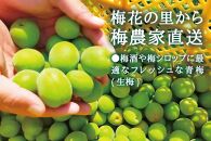 朝摘み青梅(生梅)1kg◆梅花の里から農家直送 梅酒・梅シロップ用 大粒 白加賀 L～2L