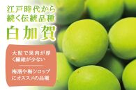 朝摘み青梅(生梅)1kg◆梅花の里から農家直送 梅酒・梅シロップ用 大粒 白加賀 L～2L