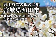 朝摘み青梅(生梅)1kg◆梅花の里から農家直送 梅酒・梅シロップ用 大粒 白加賀 L～2L