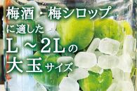 朝摘み青梅(生梅)1kg◆梅花の里から農家直送 梅酒・梅シロップ用 大粒 白加賀 L～2L