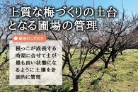 朝摘み青梅(生梅)1kg◆梅花の里から農家直送 梅酒・梅シロップ用 大粒 白加賀 L～2L