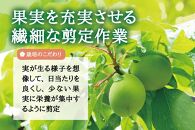 朝摘み青梅(生梅)1kg◆梅花の里から農家直送 梅酒・梅シロップ用 大粒 白加賀 L～2L