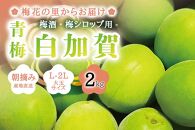 朝摘み青梅(生梅)2kg◆梅花の里から農家直送 梅酒・梅シロップ用 大粒 白加賀 L～2L