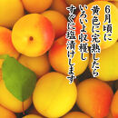 紀州産南高梅&nbsp;みつふる12粒入り&nbsp;減塩1.5%&nbsp;tnht002A