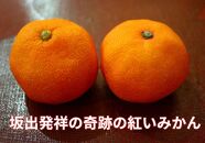 小原紅早生みかん（露地）約4.5kg