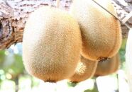 ＜先行受付　2025年発送＞香緑　キウイフルーツ　約1.2kg（化粧箱）