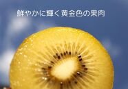 ＜先行受付　2025年発送＞さぬきゴールド　キウイフルーツ　約2.7kg