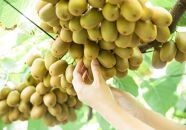 ＜先行受付　2025年発送＞さぬきキウイっこ　キウイフルーツ　約1.8kg