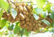 ＜先行受付　2025年発送＞さぬきキウイっこ　キウイフルーツ　約1.8kg