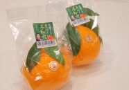 ＜先行受付　2026年発送＞不知火　約2.7kg