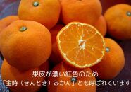 小原紅早生みかん（露地）約3.0kg