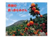 ＜2024年12月発送＞坂出ふれあい産直市の小原紅早生 約5kg（箱）