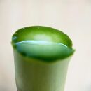 【2025年4月発送】那須の麓の朝採りアスパラガス　太めサイズ　2kg