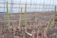 【2025年4月発送】那須の麓の朝採りアスパラガス　太めサイズ　2kg