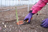 【2025年4月発送】那須の麓の朝採りアスパラガス　太めサイズ　2kg