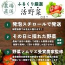 【野菜ソムリエ厳選】北海道小樽産 旬の活野菜セットL 10種以上 120サイズ