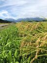 【定期便6ヶ月】令和5年産　特別栽培米コシヒカリ　玄米10kg（5kg×2袋）